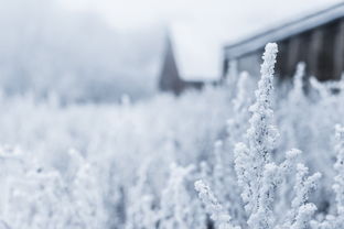大雪后的东北，小孩的冰雪乐园与挖出的三室一厅
