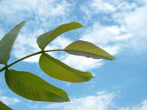 绿色传承，植树节的历史与意义